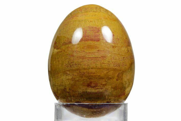 Colorful Chinchilla Petrified Wood (Conifer) Egg - Australia #356268